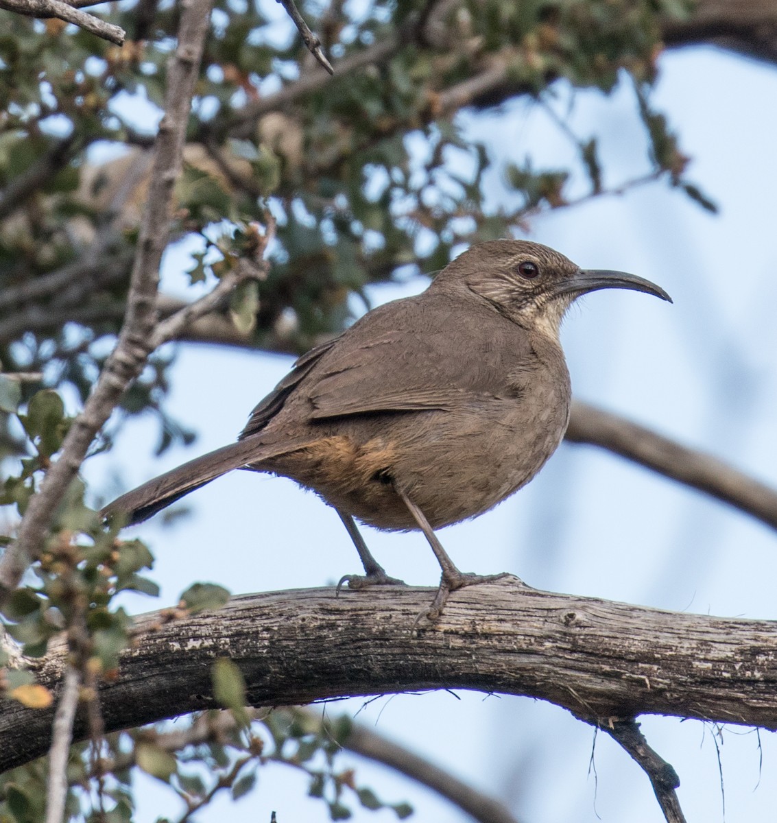 California Thrasher - ML422879481