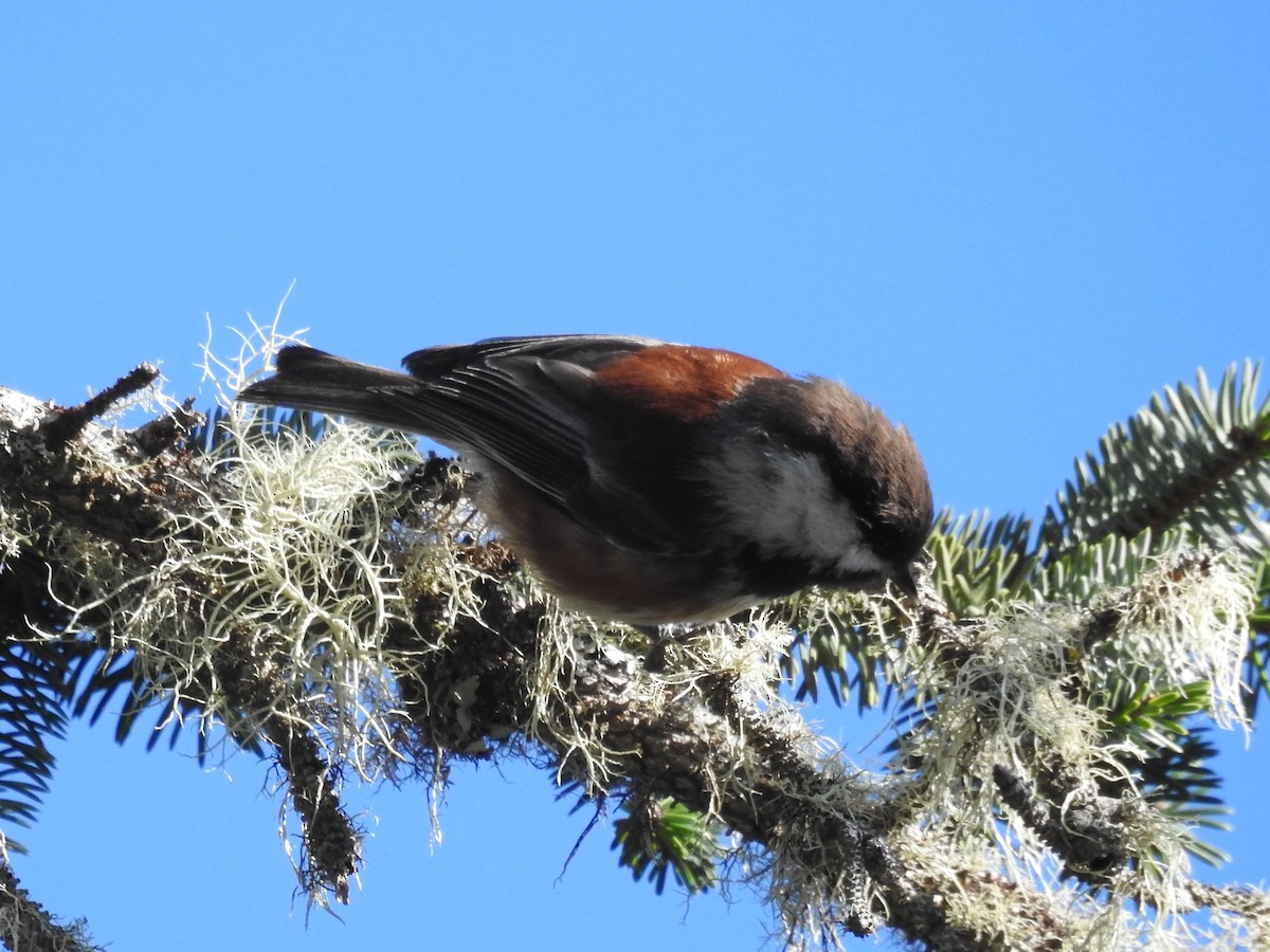 Chestnut-backed Chickadee - Tina Toth