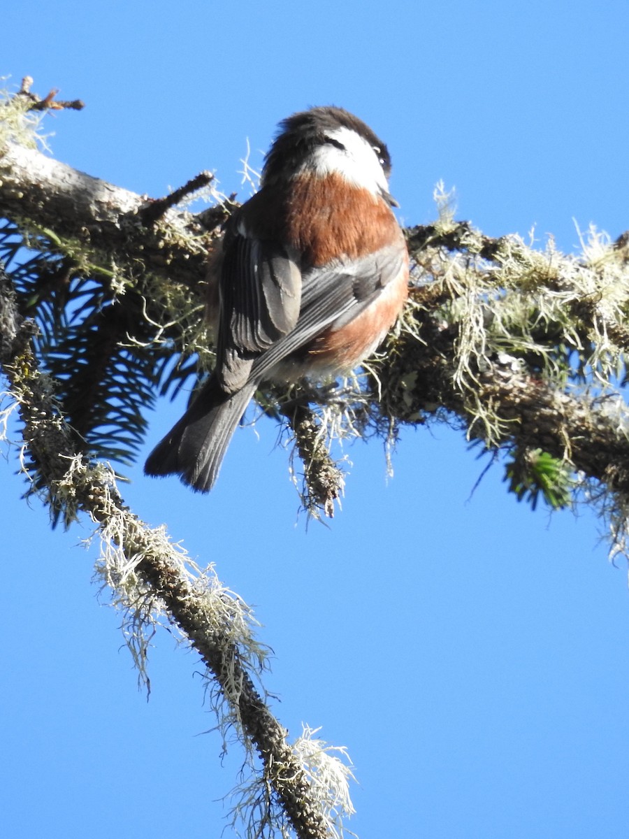 Mésange à dos marron - ML422879731