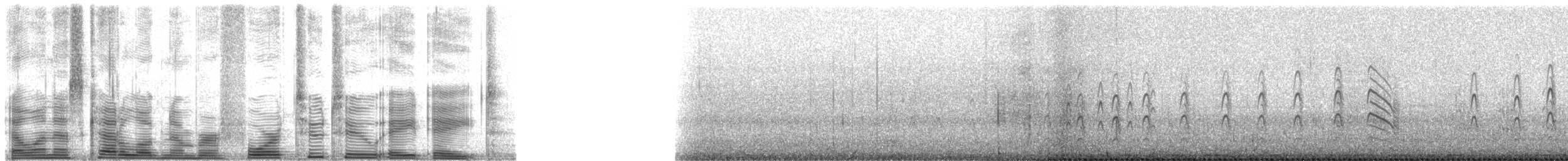 Sterne couronnée (georgiae) - ML42288