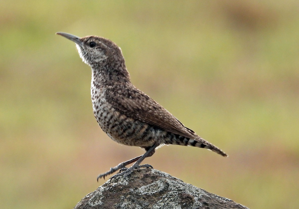 steinursmett - ML422880061