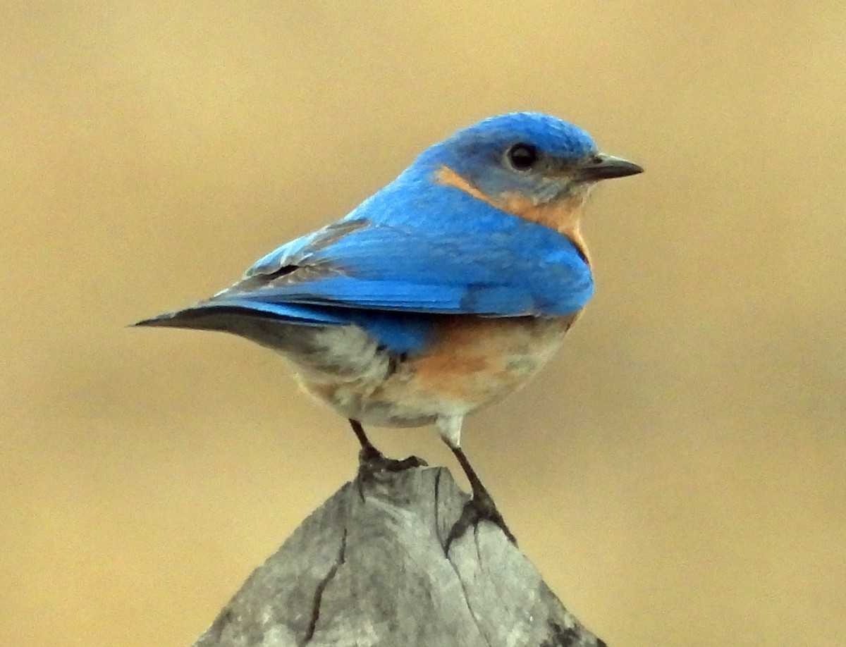 Eastern Bluebird - ML422880121
