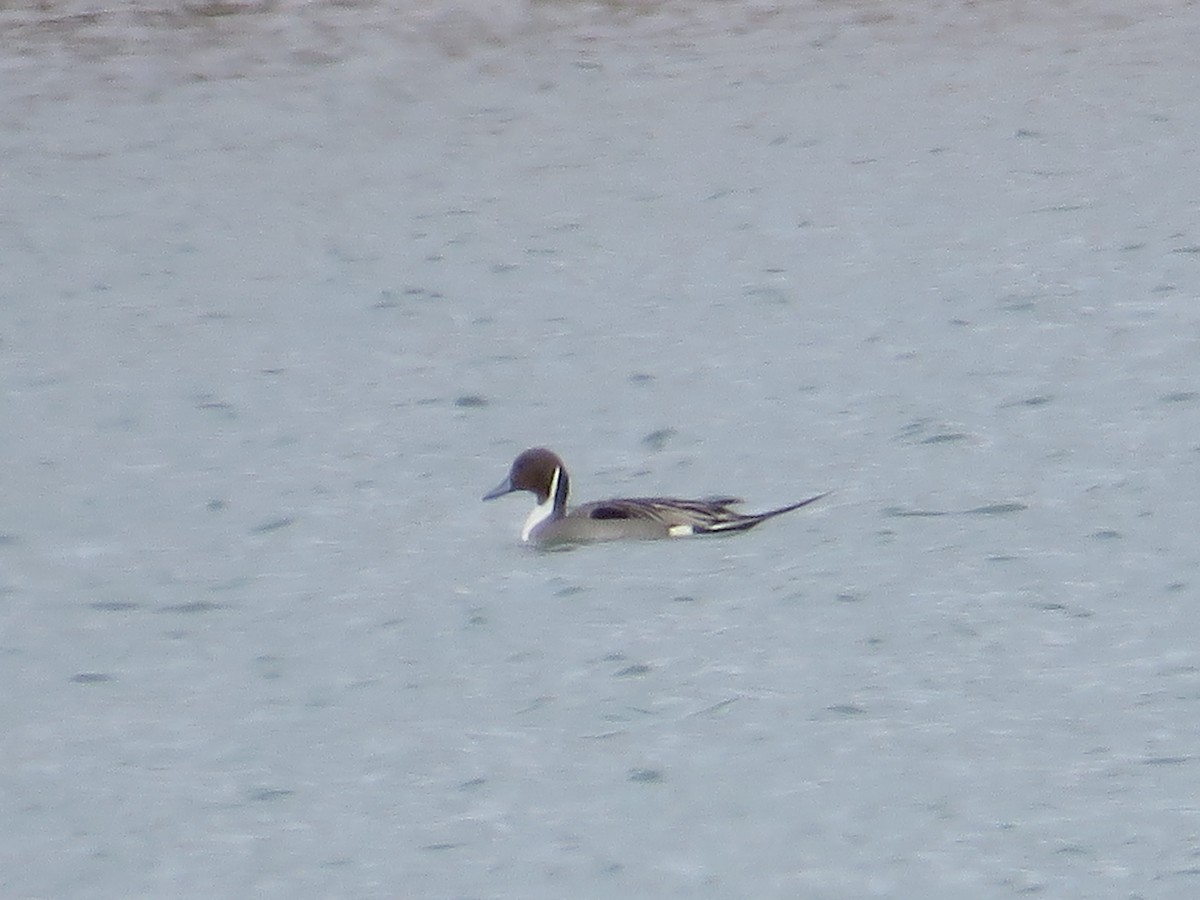 Northern Pintail - ML422880651