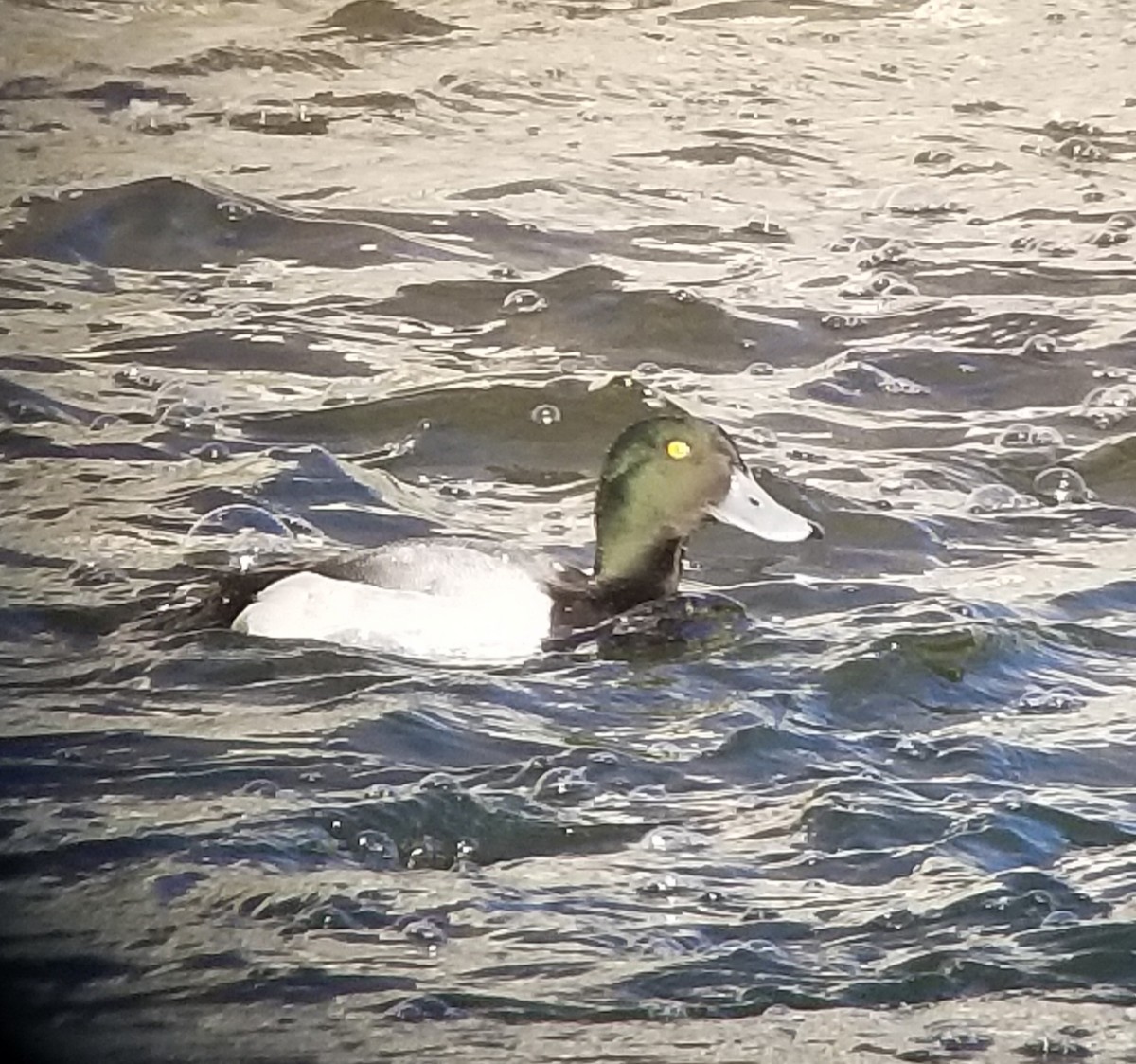 Greater Scaup - Andrea Szymczak