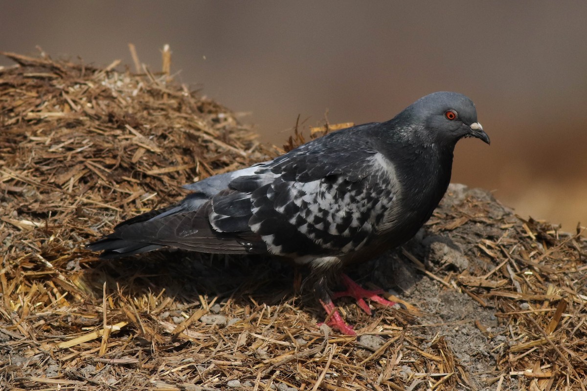 Rock Pigeon (Feral Pigeon) - ML422882071