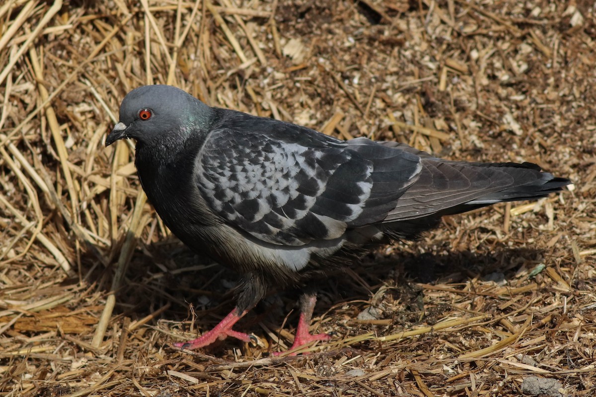 Rock Pigeon (Feral Pigeon) - ML422882081