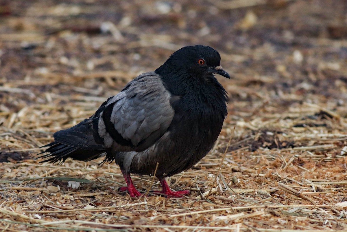 Rock Pigeon (Feral Pigeon) - ML422882091
