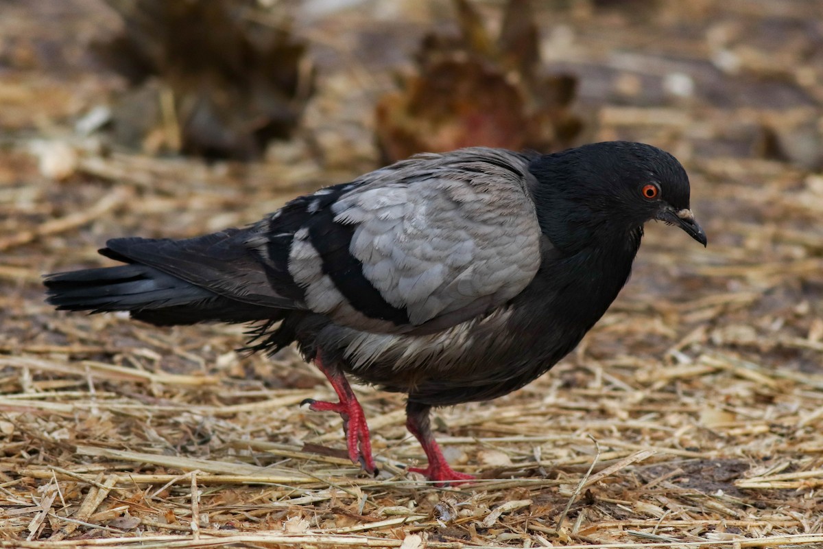 Rock Pigeon (Feral Pigeon) - ML422882101