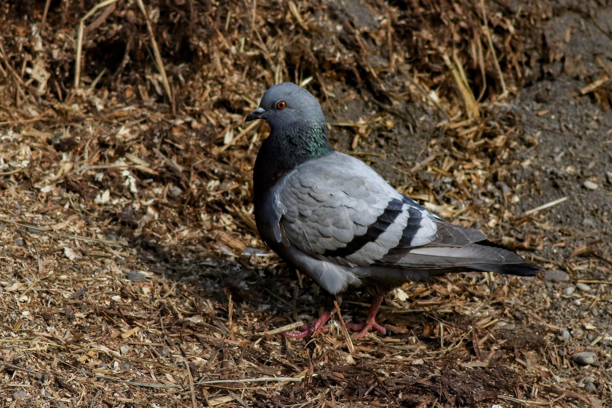 Сизый голубь (Одомашненного типа) - ML422882261