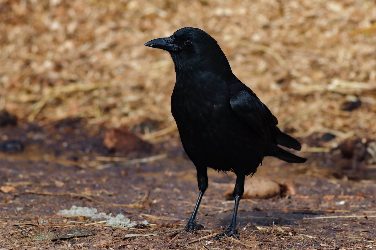 Fish Crow - Brad Walker