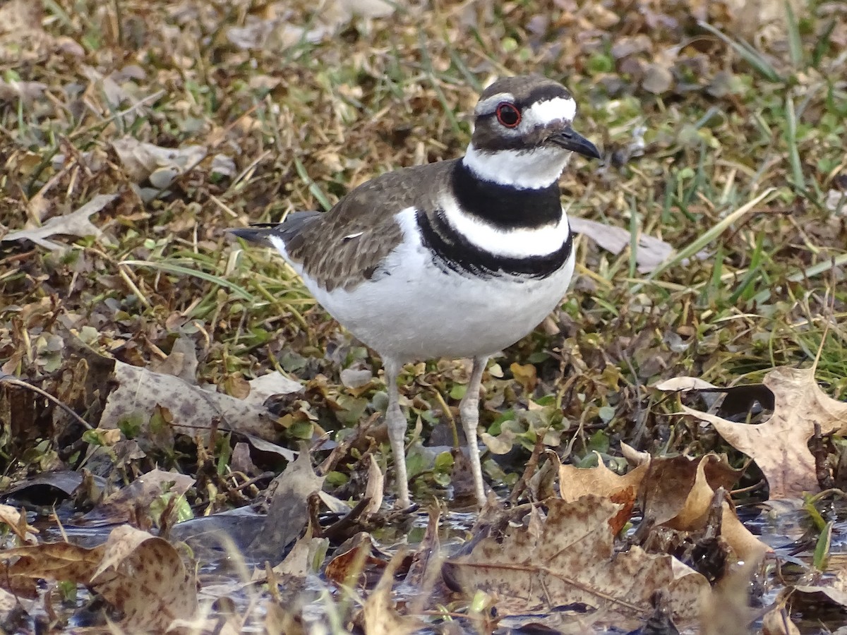 Killdeer - ML422882941