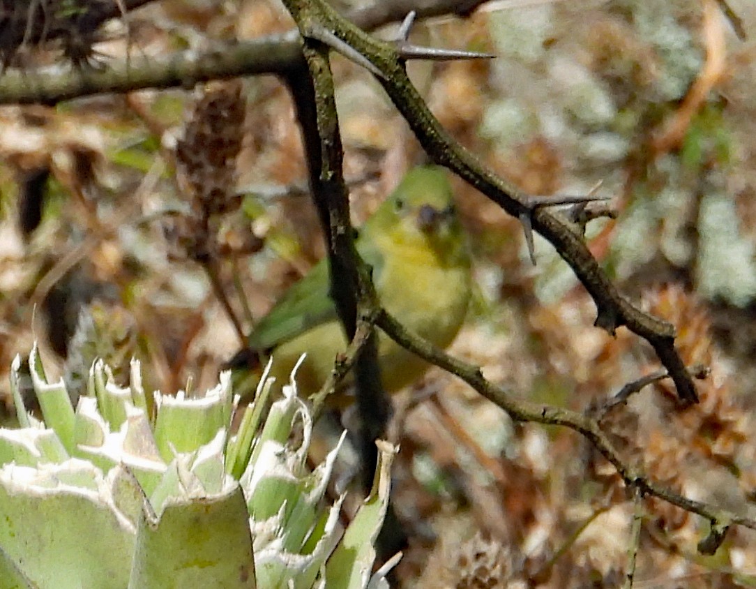 pavespurv - ML422883011