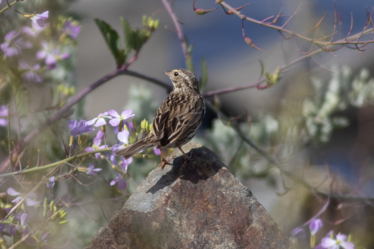 Savannah Sparrow - ML422883561