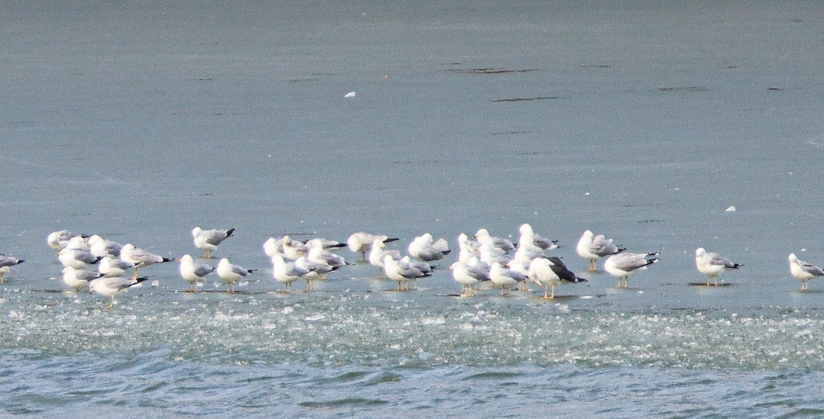 Lesser Black-backed Gull - ML422884061