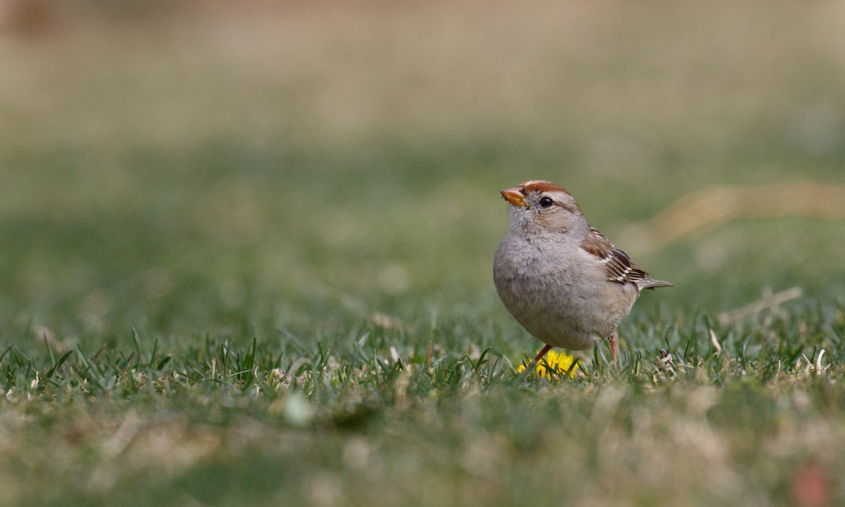 White-crowned Sparrow - ML422885581