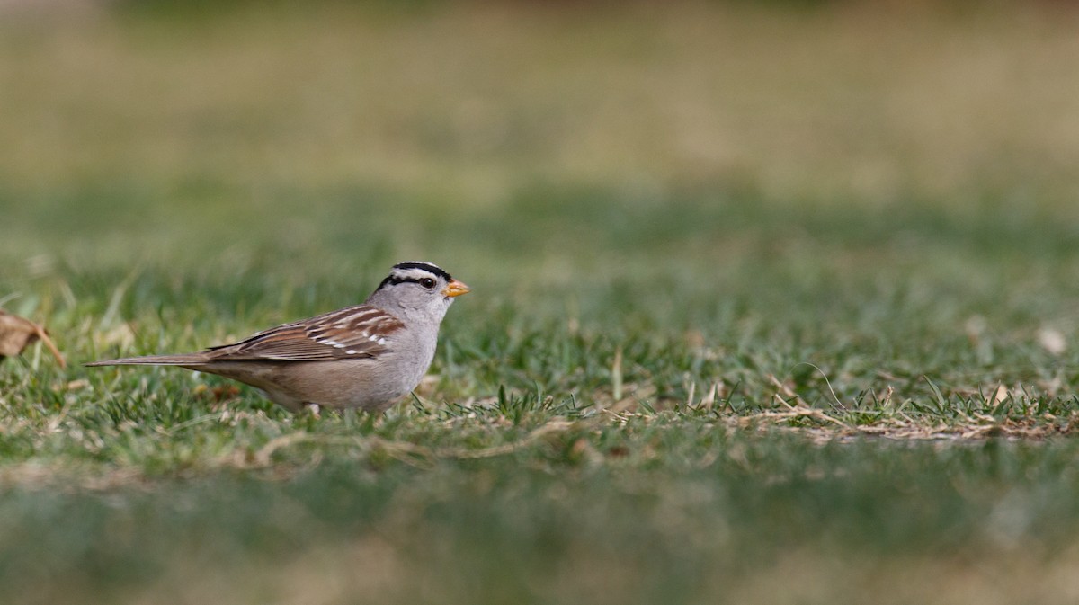 White-crowned Sparrow - ML422885601