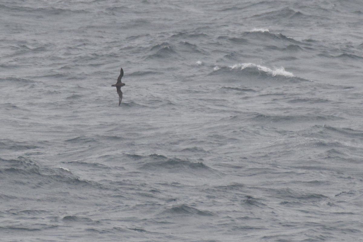 Flesh-footed Shearwater - ML422886691