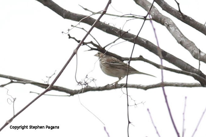 Vesper Sparrow - ML422886961