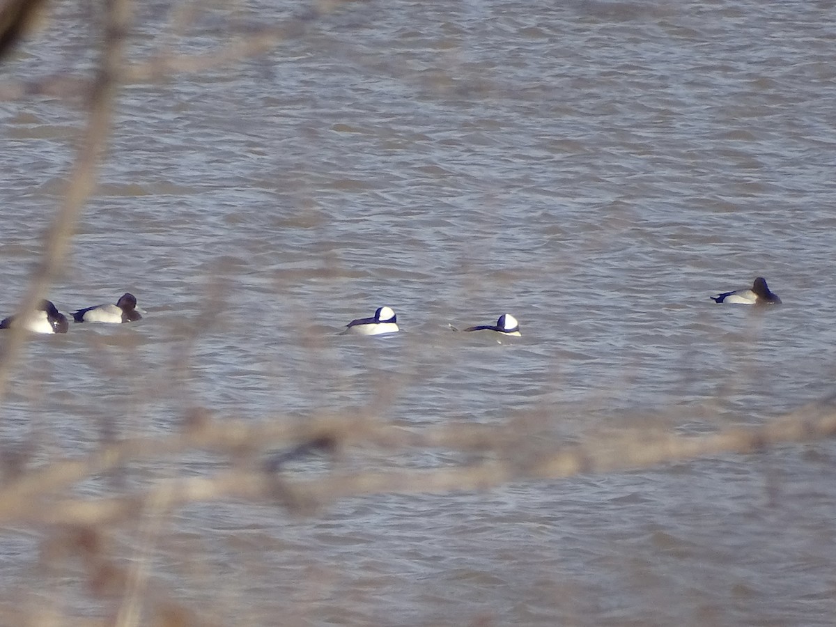 Bufflehead - ML422887401