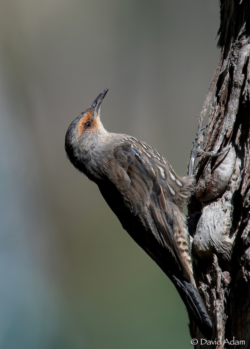 Red-browed Treecreeper - ML422887461