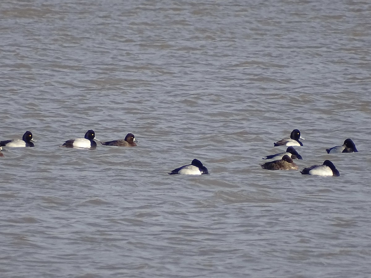 Lesser Scaup - ML422887561