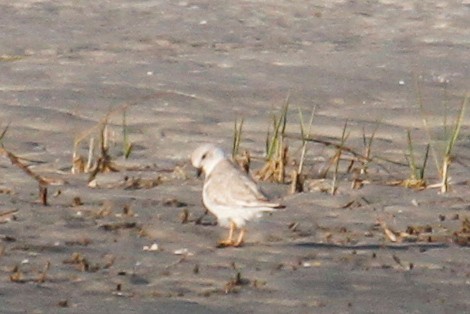 Piping Plover - ML422887701