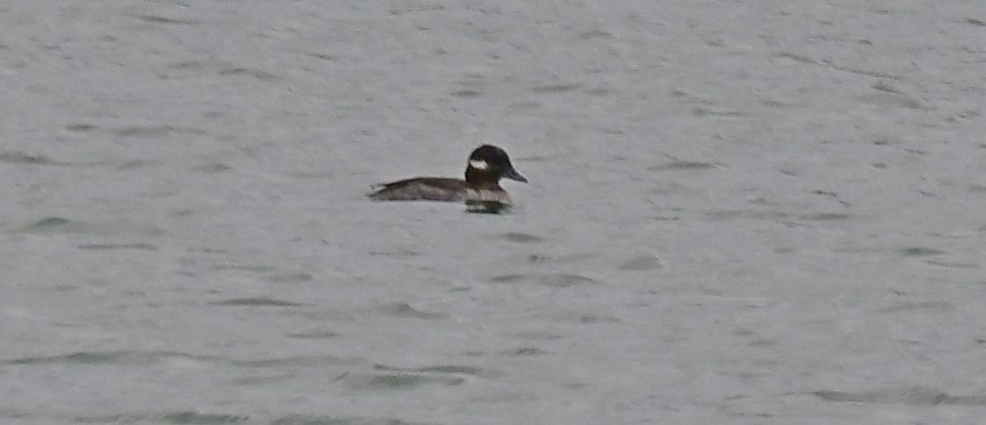 Bufflehead - ML422889851