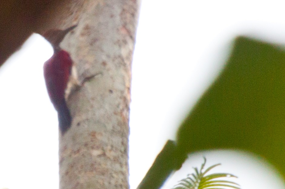 Luzon Flameback - Sue Wright