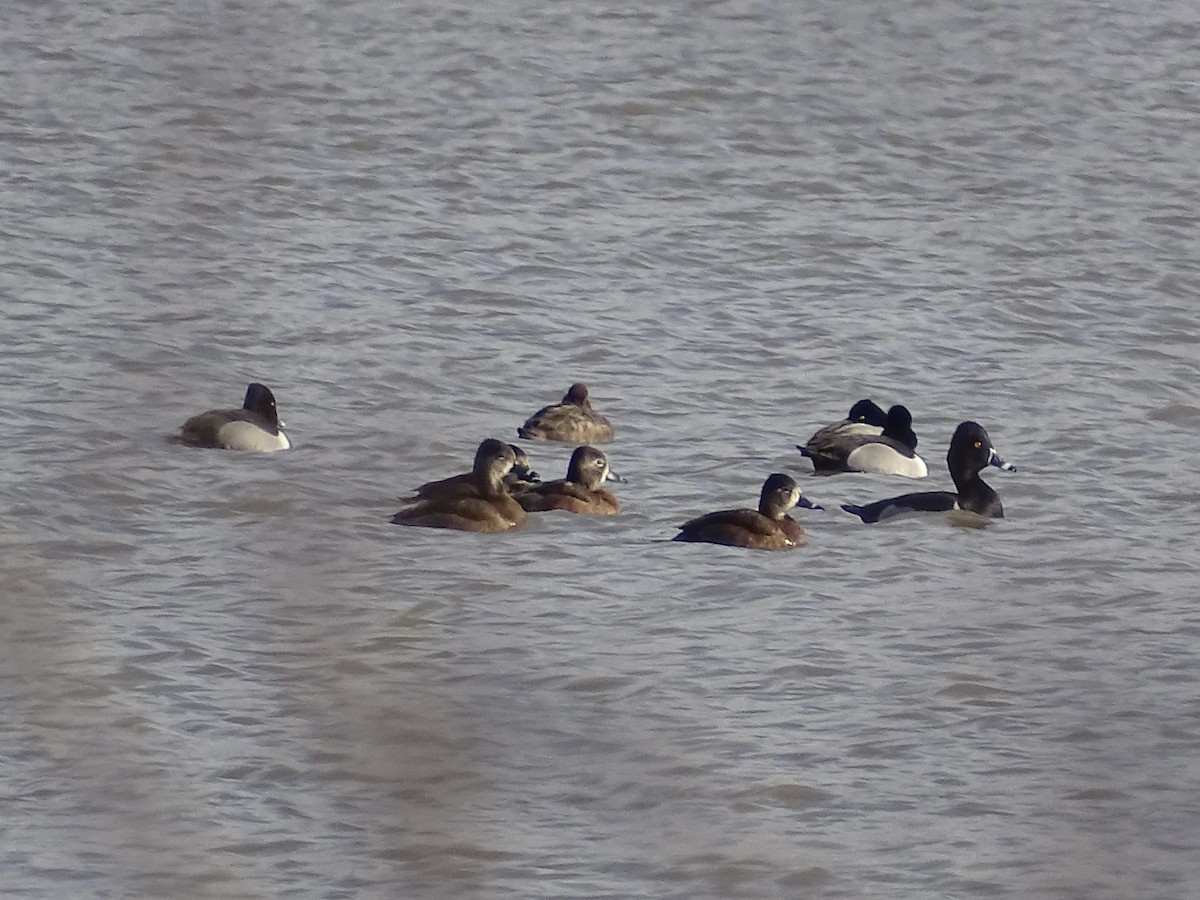 Ring-necked Duck - ML422890181