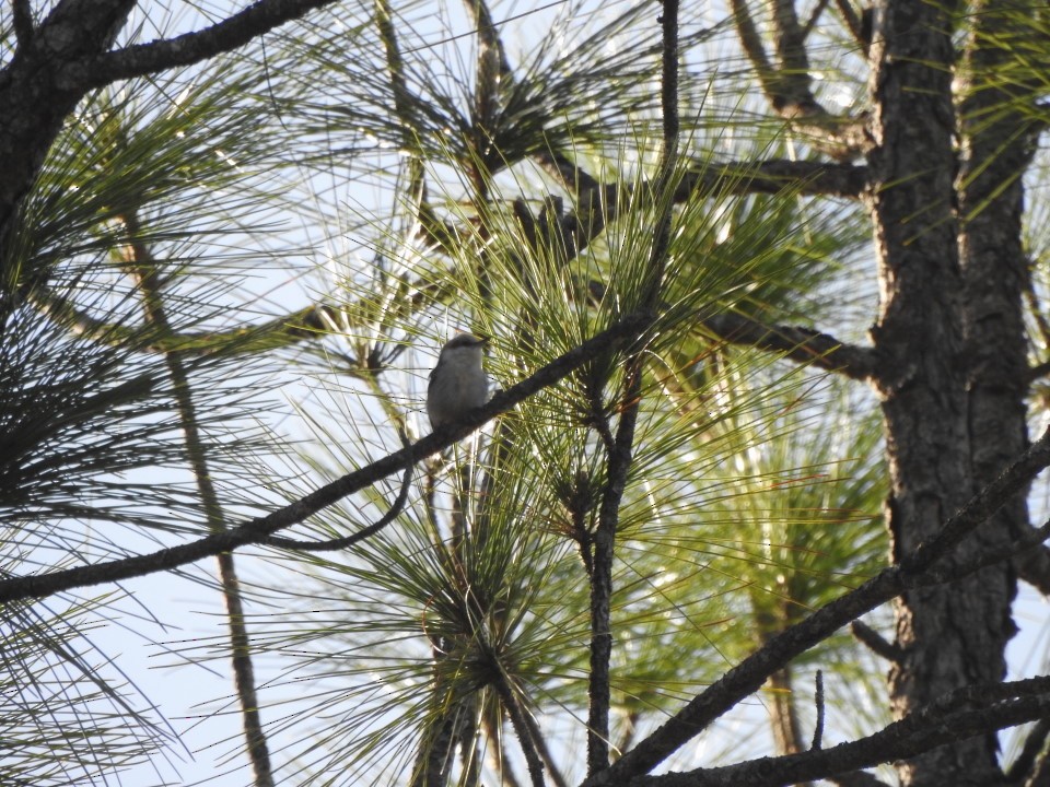 Brown-headed Nuthatch - ML422890201