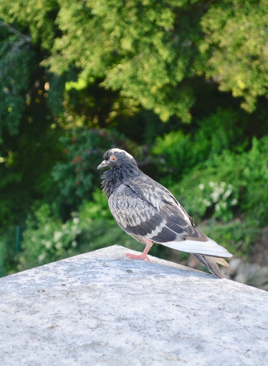 Rock Pigeon (Feral Pigeon) - ML422892481