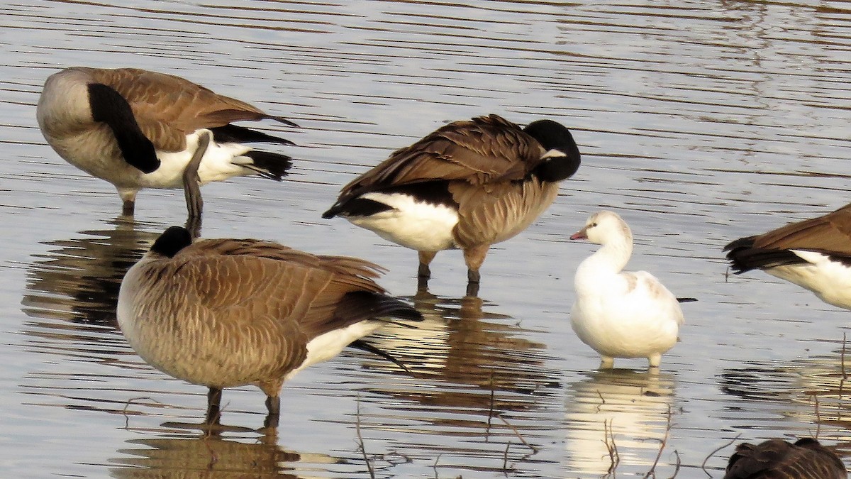 Ross's Goose - ML42289351