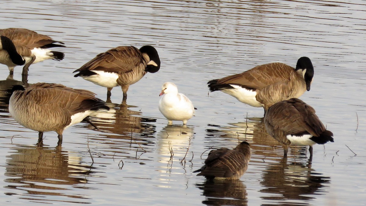 Ross's Goose - ML42289381