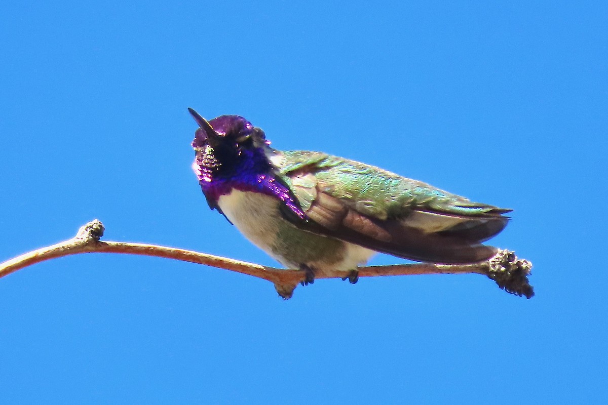 Costa's Hummingbird - ML422894951