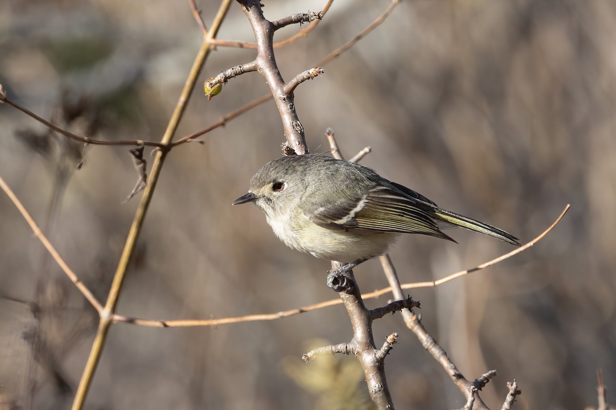 Dwarf Vireo - ML422896531