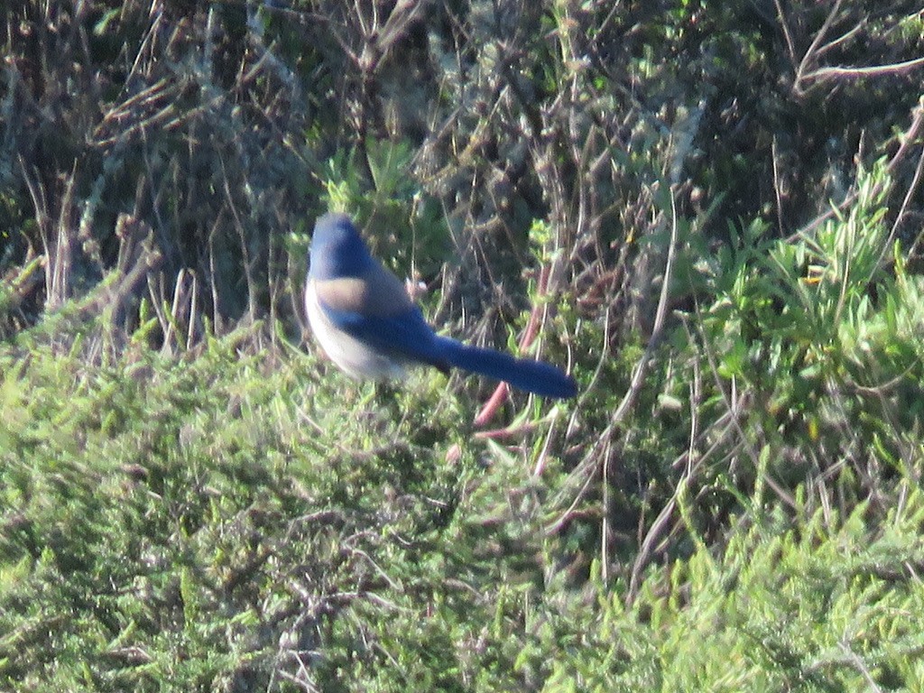 California Scrub-Jay - ML422898461