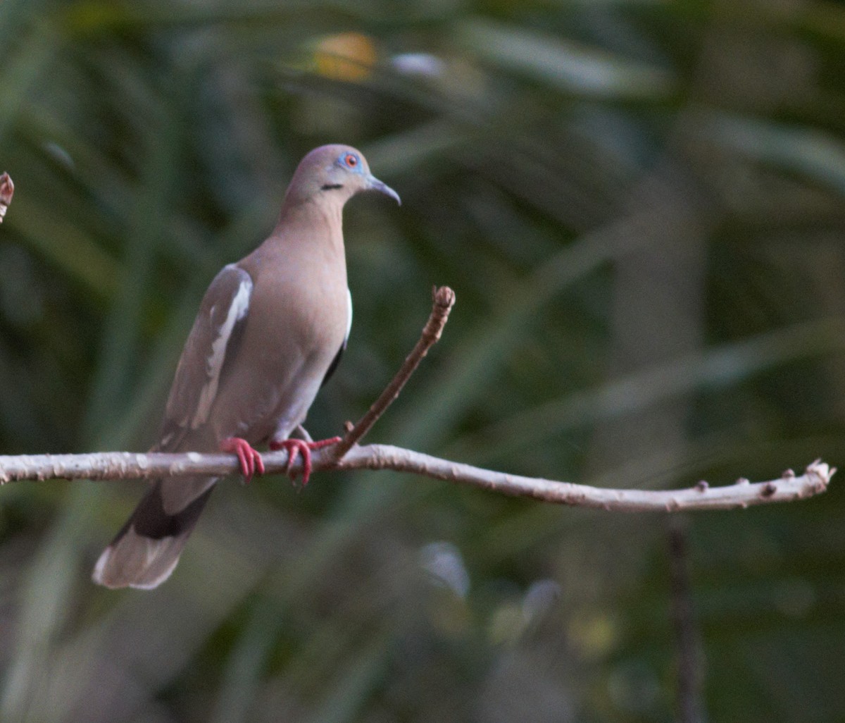 hrdlička bělavokřídlá - ML422899081