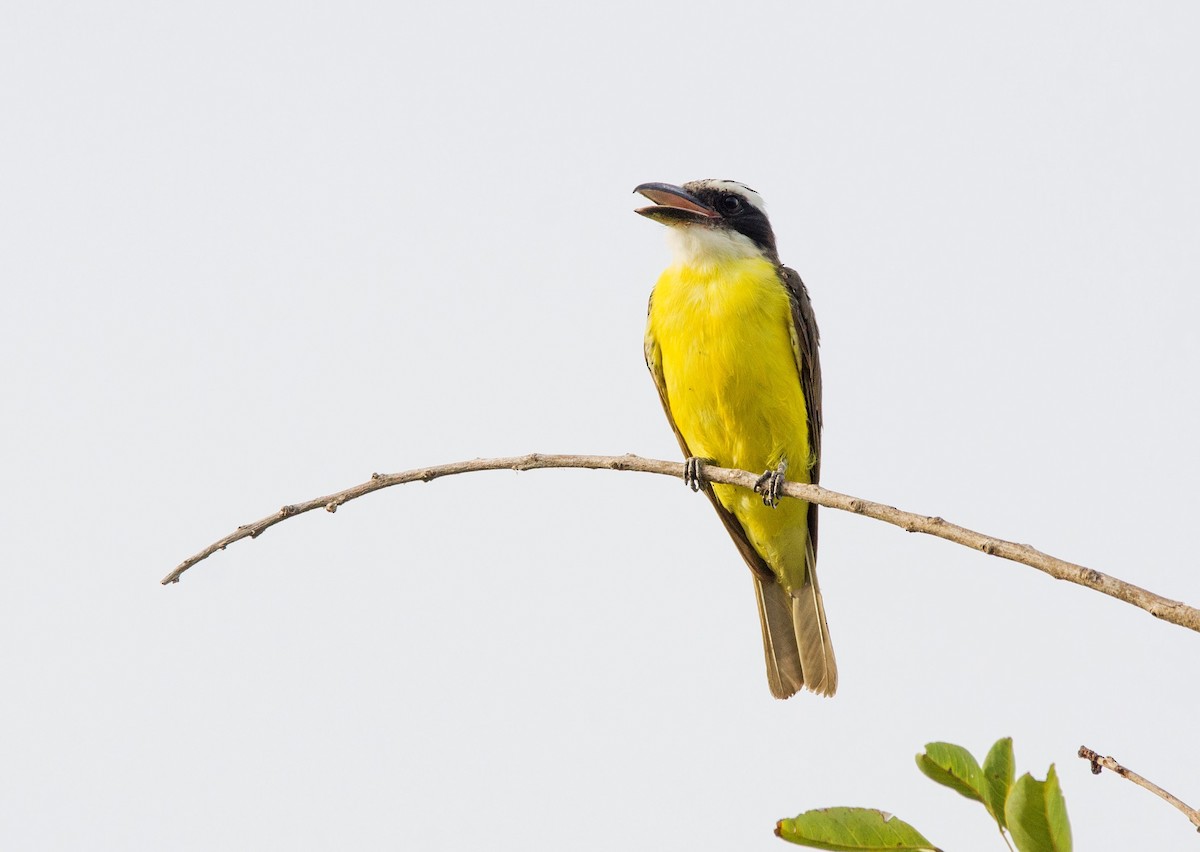 Boat-billed Flycatcher - ML422899921