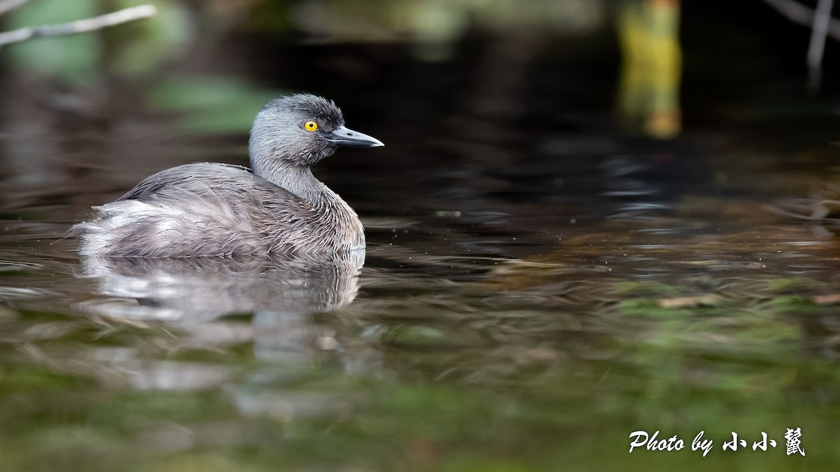 Least Grebe - ML422900741