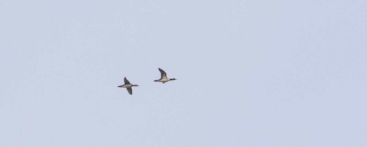 Hooded Merganser - ML422901101