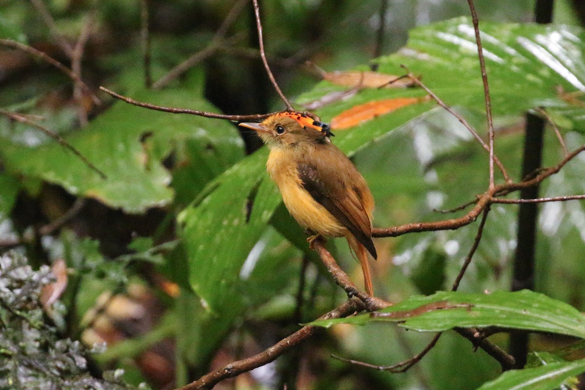 Atlantic Royal Flycatcher - ML42290161