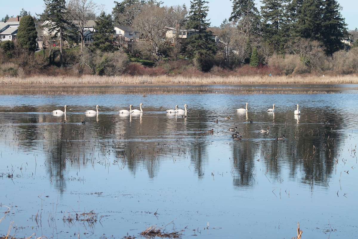 Cisne Trompetero - ML422901771