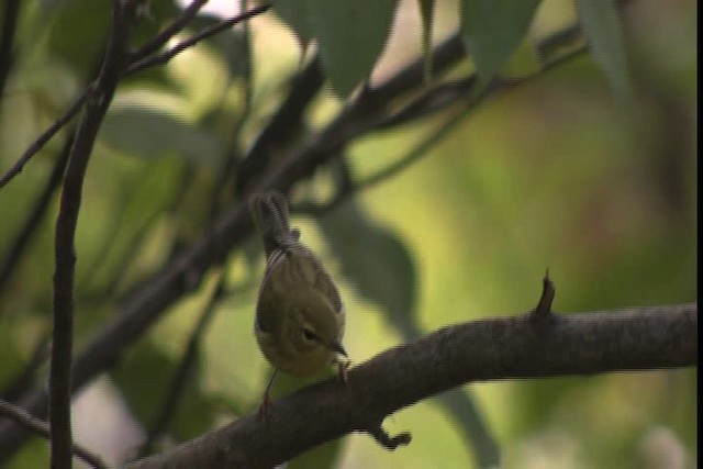 Blackpoll Warbler - ML422902