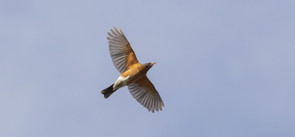 American Robin - ML422902231