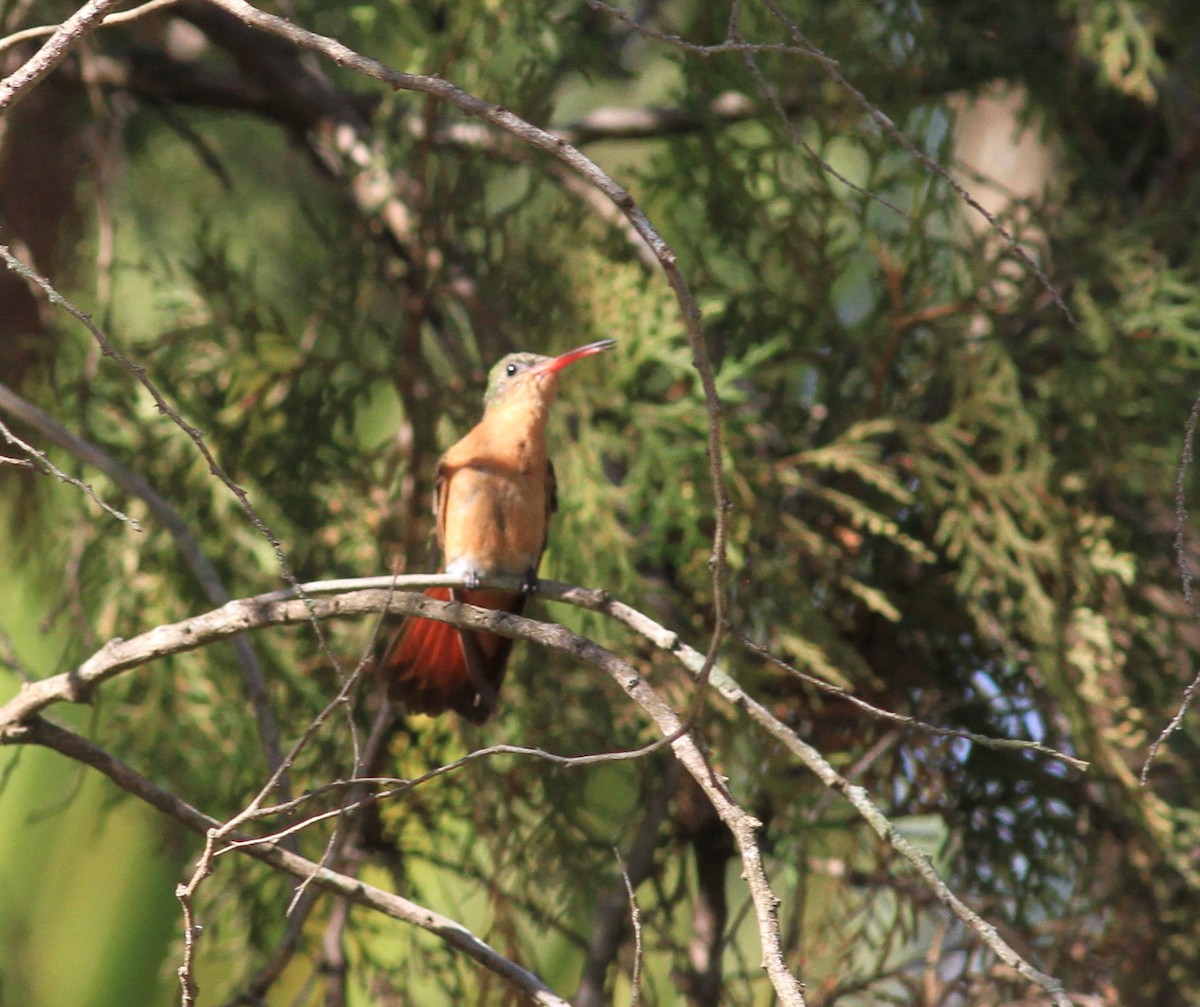 Cinnamon Hummingbird - ML422902911
