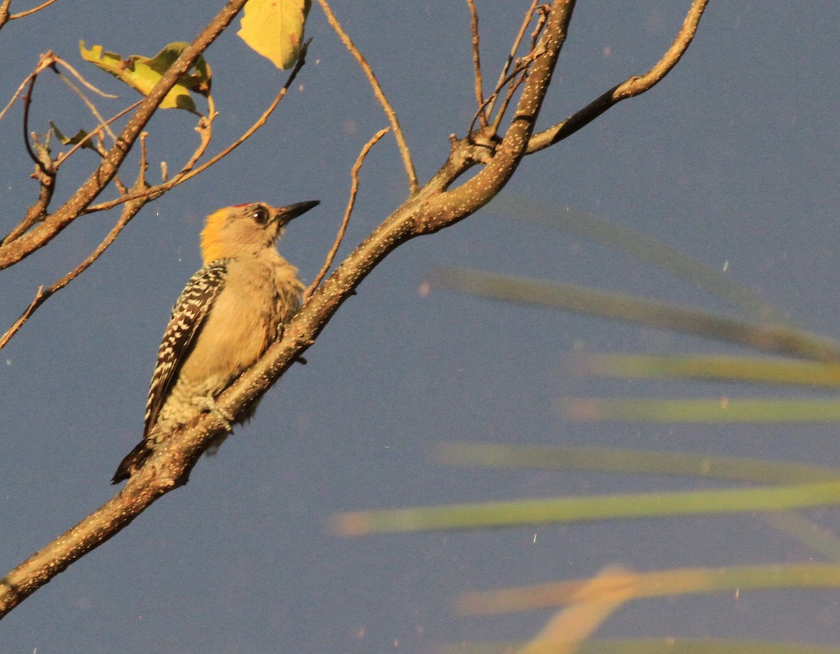 datel žlutotýlý - ML422903091