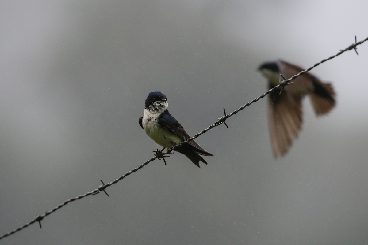 Blue-and-white Swallow - ML42290311