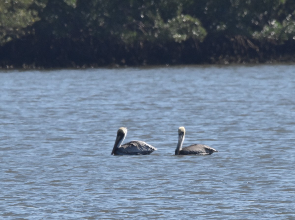 Brown Pelican - Gary Warner