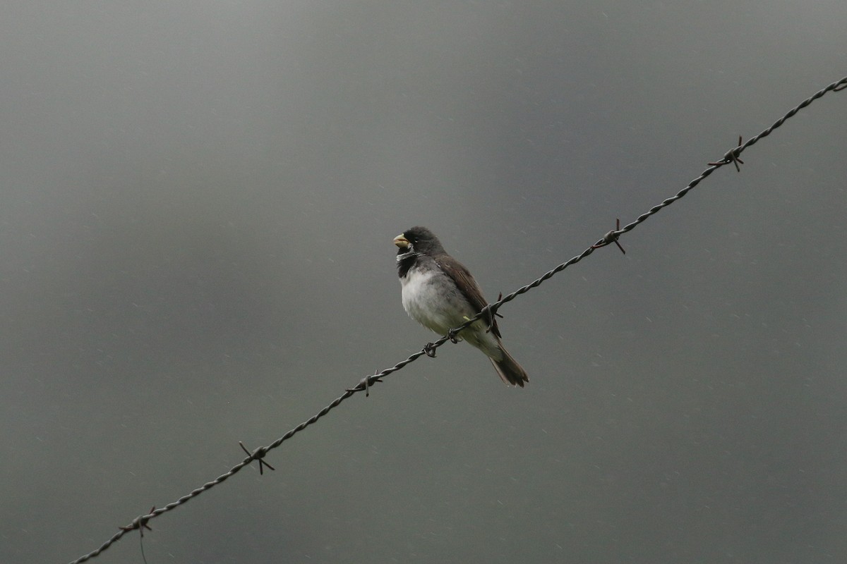 Double-collared Seedeater - ML42290381