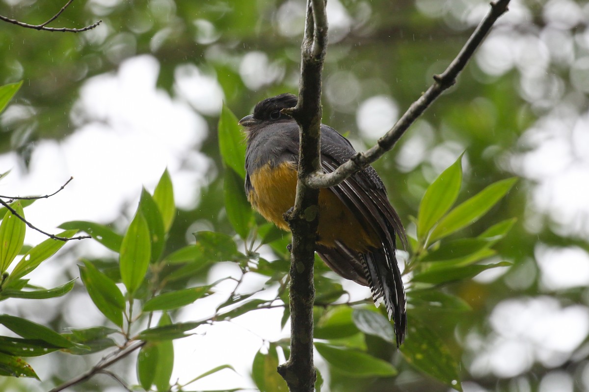 Green-backed Trogon - Tommy Pedersen